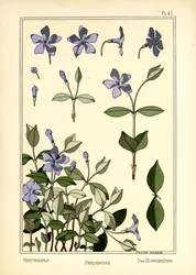 Periwinkle